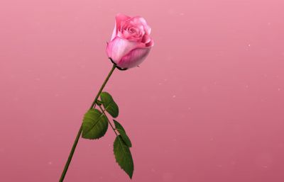 美丽的玫瑰,花朵,开花动画的玫瑰模型,多种格式(网盘下载)