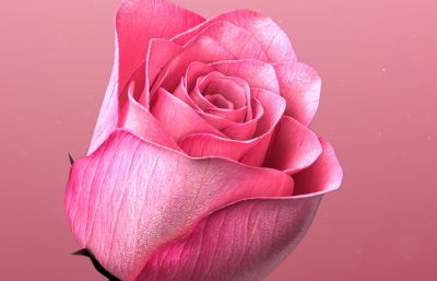 美丽的玫瑰,花朵,开花动画的玫瑰模型,多种格式(网盘下载)