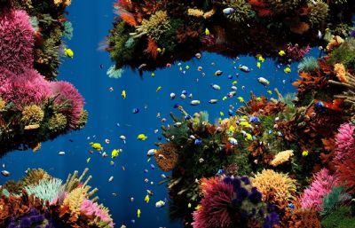 全网最全浅海各种珊瑚和海洋生物素材合集,鱼类带绑定和游动动画(网盘下载)