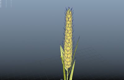 Maya三渲二麦穗,稻子,小麦MAYA模型,mb,fbx,obj多种文件