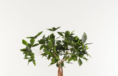 散尾葵,金钱树,龙树盆栽绿植3D模型