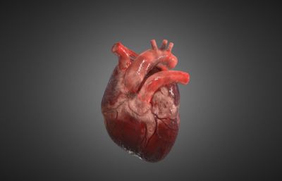 写实人体心脏器官 医学道具FBX模型