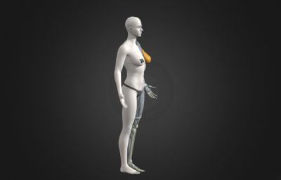 女性半身肌肉结构组织OBJ模型