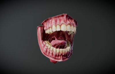 写实人类口腔 舌头 牙齿blender模型