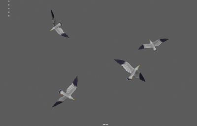 海鸥空中盘旋动画  飞鸟 鸟群3dmaya模型