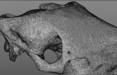马上颚头骨骨骼OBJ模型