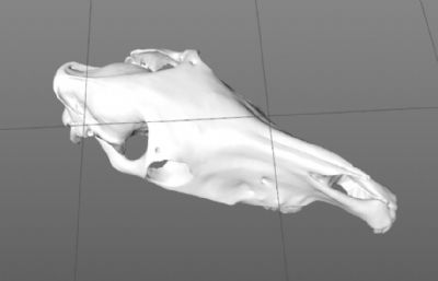 马上颚头骨骨骼OBJ模型