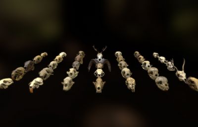 35个低面动物头骨合辑FBX模型