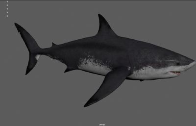 巨齿鲨,大鲨鱼,大白鲨,虎皮鲨海洋生物3dmaya模型,塌陷文件