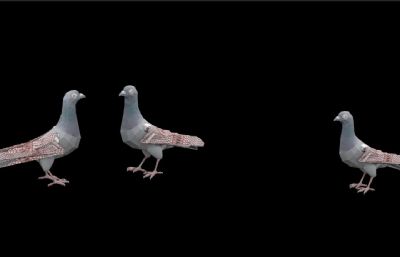 鸽子飞行觅食,进食动画3D模型