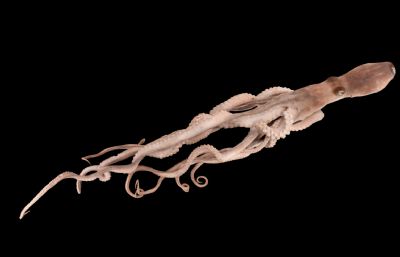游动的章鱼写实3D模型