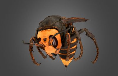 写实亚洲大黄蜂3D模型