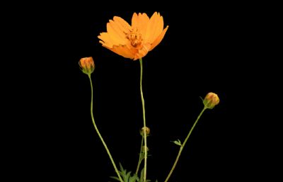 黄波斯菊,小野菊写实植物模型