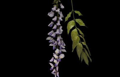 wisteria floribunda多花紫藤写实植物模型