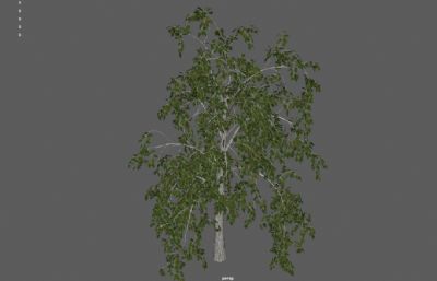 大树,白杨树,常青树3dmaya模型塌陷文件