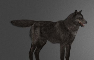野狼,灰狼,草原狼,蒙古狼3dmaya模型