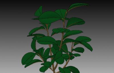 盆栽植物solidworks模型