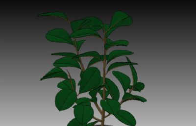 盆栽植物solidworks模型