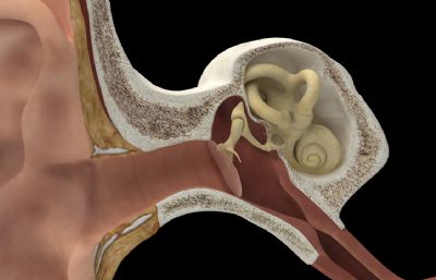 耳朵内外结构3dmax模型