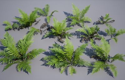 次时代蕨类植物max,fbx模型