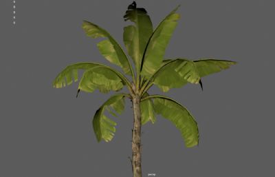 写实香蕉树 芭蕉树 热带植物