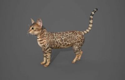 虎斑猫写实模型