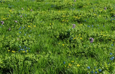 野花,杂草,春天的草地大自然场景blender模型