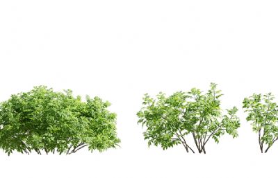 几款写实灌木,小树,野生树组合blender模型