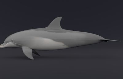 带绑定的海豚+游动的鱼群maya模型