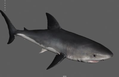 次世代大白鲨 巨型海洋生物 食人鲨
