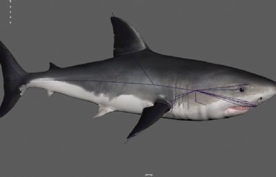 次世代大白鲨 巨型海洋生物 食人鲨