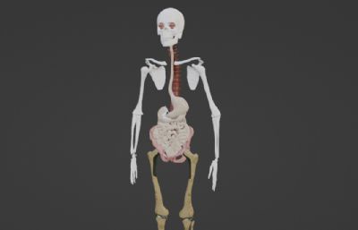 人体骨架+部分内脏器官展品blender模型