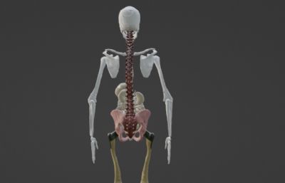 人体骨架+部分内脏器官展品blender模型