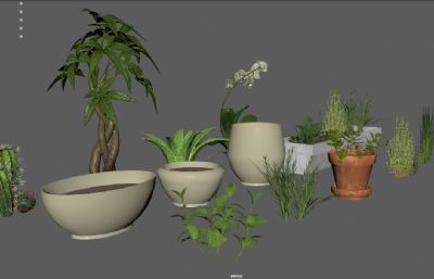 室内植物盆栽,花盆,室内花卉
