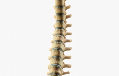 人类脊柱结构器材3dmax模型