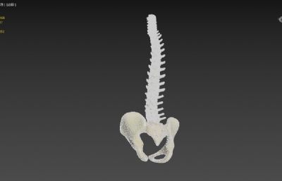 人类脊柱结构器材3dmax模型