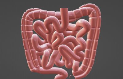 人体肠道,大肠小肠系统blender模型
