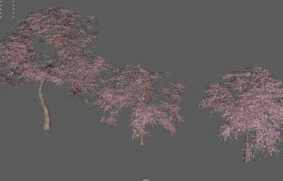 樱花树,木兰树,园林景观树