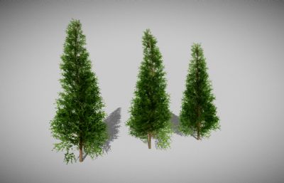松树,杉树,冷杉,云杉3dmaya模型