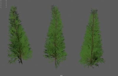 松树,杉树,冷杉,云杉3dmaya模型