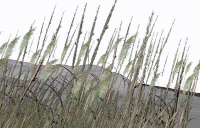 清晨露珠芦苇在微风中摇曳场景3dmax模型
