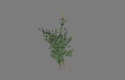 牛膝草中草药,草本植物maya模型