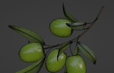 写实橄榄枝,橄榄果blender模型