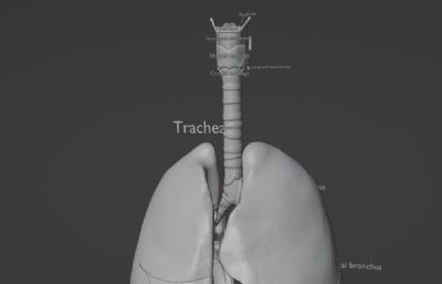 写实人体呼吸道肺部系统blender模型
