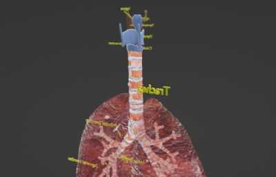 写实人体呼吸道肺部系统blender模型