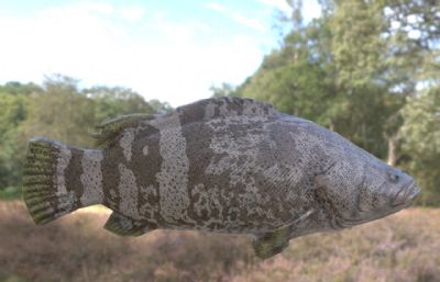 巨型石斑鱼3dmax模型