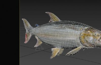 巨型非洲食人鱼,虎鱼3dmax模型