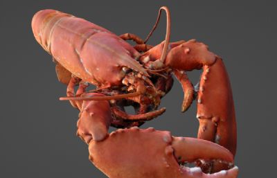 写实龙虾blender模型,4K贴图