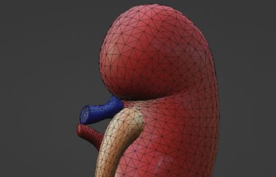 肾,人体结构器官blender模型