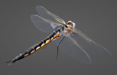 写实蜻蜓blender模型